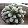 Warzen Kaktus (Mammillaria Vetula ssp. Gracilis) Ableger schöne robuste Kaktee