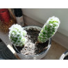 Warzen Kaktus (Mammillaria Vetula ssp. Gracilis) Ableger schöne robuste Kaktee