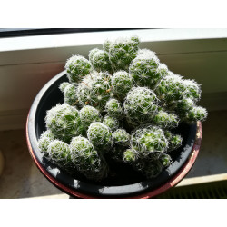 Warzen Kaktus (Mammillaria Vetula ssp. Gracilis) Ableger schöne robuste Kaktee