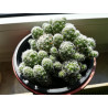 Warzen Kaktus (Mammillaria Vetula ssp. Gracilis) Ableger schöne robuste Kaktee