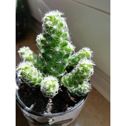 Warzen Kaktus (Mammillaria Vetula ssp. Gracilis) Ableger schöne robuste Kaktee