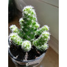 Warzen Kaktus (Mammillaria Vetula ssp. Gracilis) Ableger schöne robuste Kaktee