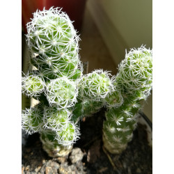 Warzen Kaktus (Mammillaria Vetula ssp. Gracilis) Ableger schöne robuste Kaktee