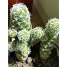 Warzen Kaktus (Mammillaria Vetula ssp. Gracilis) Ableger schöne robuste Kaktee