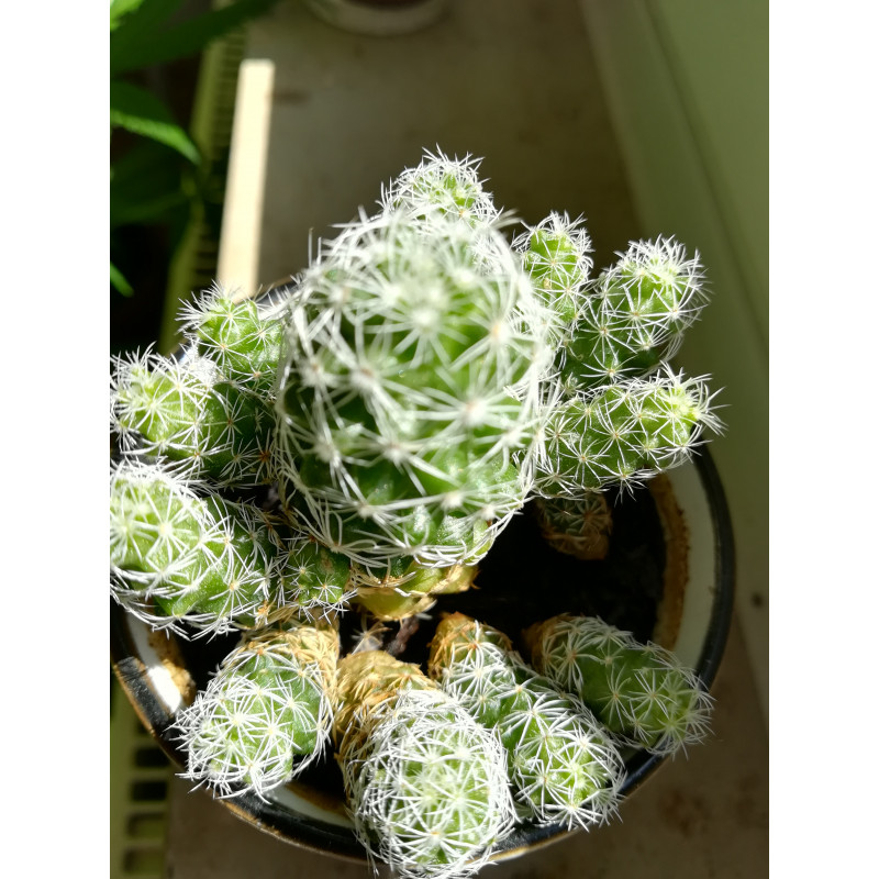 Warzen Kaktus (Mammillaria Vetula ssp. Gracilis) Ableger schne robuste  Kaktee