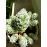 Warzen Kaktus (Mammillaria Vetula ssp. Gracilis) Ableger schöne robuste Kaktee