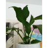 Einblatt (Spathiphyllum Wallisii), sehr schön blühende Zimmer Pflanze besonders f. Schlaf- u. Wohnräume