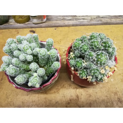 Warzen Kaktus (Mammillaria Vetula ssp. Gracilis) Ableger schöne robuste Kaktee