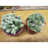 Warzen Kaktus (Mammillaria Vetula ssp. Gracilis) Ableger schöne robuste Kaktee