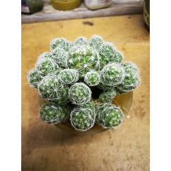 Warzen Kaktus (Mammillaria Vetula ssp. Gracilis) Ableger schöne robuste Kaktee