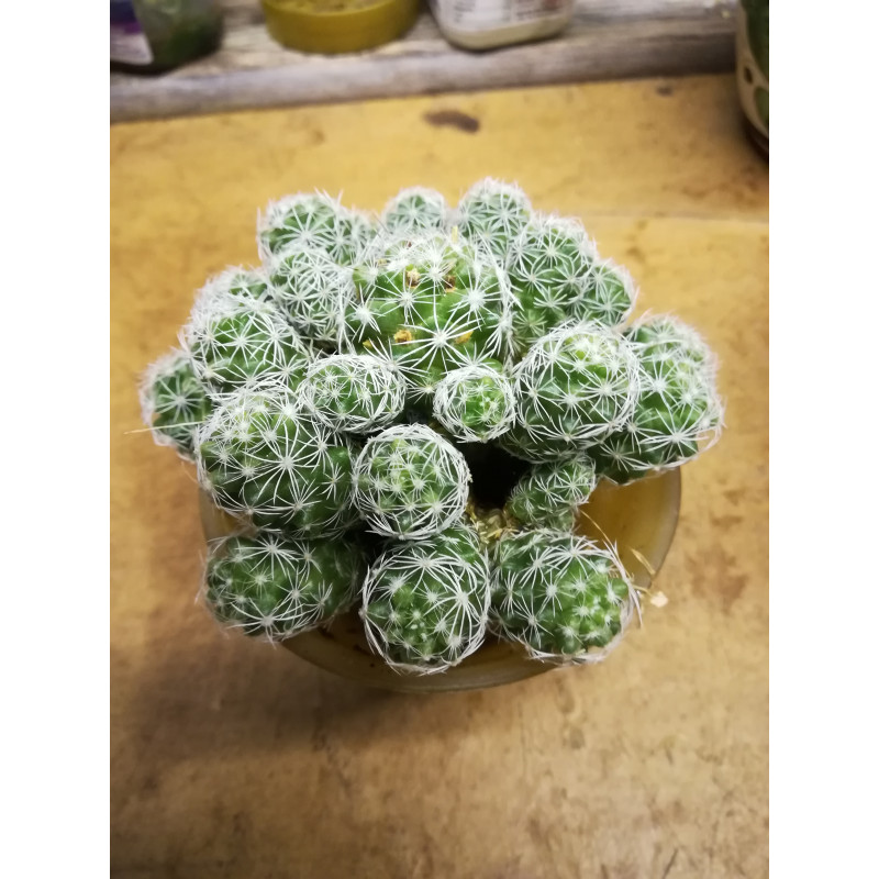 Warzen Kaktus (Mammillaria Vetula ssp. Gracilis) Ableger schne robuste  Kaktee