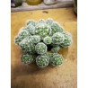 Warzen Kaktus (Mammillaria Vetula ssp. Gracilis) Ableger schöne robuste Kaktee