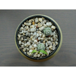 Warzen Kaktus (Mammillaria Vetula ssp. Gracilis) Ableger schöne robuste Kaktee