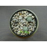 Warzen Kaktus (Mammillaria Vetula ssp. Gracilis) Ableger schöne robuste Kaktee