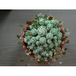 Warzen Kaktus (Mammillaria Vetula ssp. Gracilis) Ableger schöne robuste Kaktee