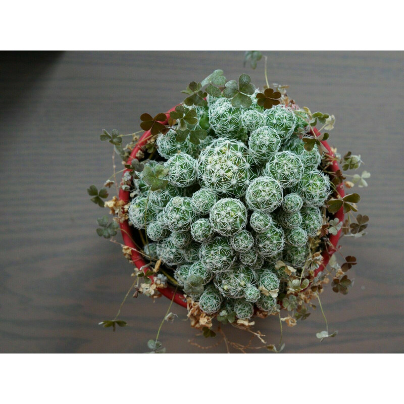 Warzen Kaktus (Mammillaria Vetula ssp. Gracilis) Ableger schne robuste  Kaktee