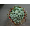 Warzen Kaktus (Mammillaria Vetula ssp. Gracilis) Ableger schöne robuste Kaktee