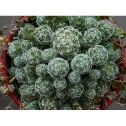 Warzen Kaktus (Mammillaria...
