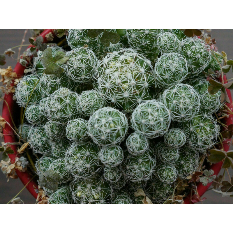 Warzen Kaktus (Mammillaria Vetula ssp. Gracilis) Ableger schöne robuste Kaktee