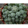 Warzen Kaktus (Mammillaria Vetula ssp. Gracilis) Ableger schöne robuste Kaktee