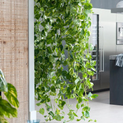 Goldene Efeutute (Epipremnum Aureum ) Ableger, schöne immergrüne Zimmer Pflanze bes. Schlaf-/Wohnräume