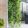 Goldene Efeutute (Epipremnum Aureum ) Ableger, schöne immergrüne Zimmer Pflanze bes. Schlaf-/Wohnräume