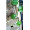 Goldene Efeutute (Epipremnum Aureum ) Ableger, schöne immergrüne Zimmer Pflanze bes. Schlaf-/Wohnräume
