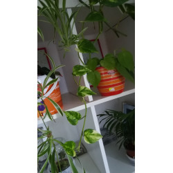 Goldene Efeutute (Epipremnum Aureum ) Ableger, schöne immergrüne Zimmer Pflanze bes. Schlaf-/Wohnräume