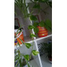 Goldene Efeutute (Epipremnum Aureum ) Ableger, schöne immergrüne Zimmer Pflanze bes. Schlaf-/Wohnräume