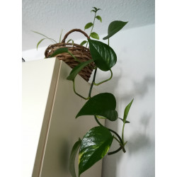Goldene Efeutute (Epipremnum Aureum ) Ableger, schöne immergrüne Zimmer Pflanze bes. Schlaf-/Wohnräume