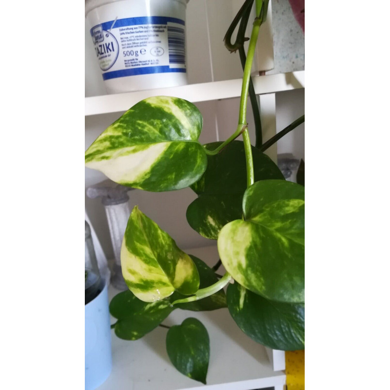 Goldene Efeutute (Epipremnum Aureum ) Ableger, schöne immergrüne Zimmer Pflanze bes. Schlaf-/Wohnräume