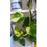 Goldene Efeutute (Epipremnum Aureum ) Ableger, schöne immergrüne Zimmer Pflanze bes. Schlaf-/Wohnräume