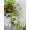 Goldene Efeutute (Epipremnum Aureum ) Ableger, schöne immergrüne Zimmer Pflanze bes. Schlaf-/Wohnräume