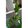 Goldene Efeutute (Epipremnum Aureum ) Ableger, schöne immergrüne Zimmer Pflanze bes. Schlaf-/Wohnräume
