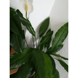 Einblatt (Spathiphyllum Wallisii), sehr schön blühende Zimmer Pflanze besonders f. Schlaf- u. Wohnräume