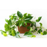 Efeutute (Epipremnum Aureum ) Ableger, schöne immergrüne Zimmer Pflanze bes. Schlaf-/Wohnräume