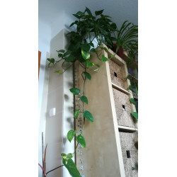 Efeutute (Epipremnum Aureum ) Ableger, schöne immergrüne Zimmer Pflanze bes. Schlaf-/Wohnräume