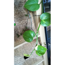 Efeutute (Epipremnum Aureum ) Ableger, schöne immergrüne Zimmer Pflanze bes. Schlaf-/Wohnräume