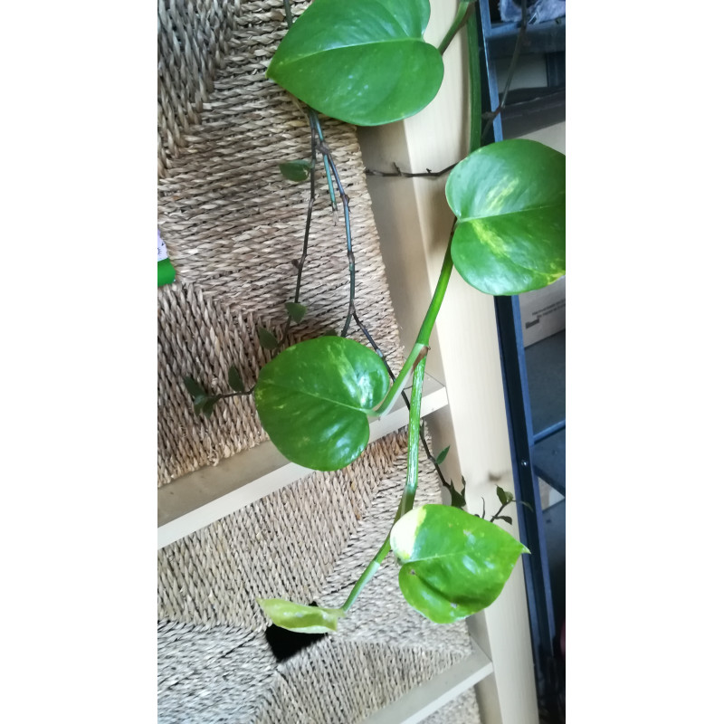 florida beauty ghost Philodendron Florida Ghost  Safa Plant Co
