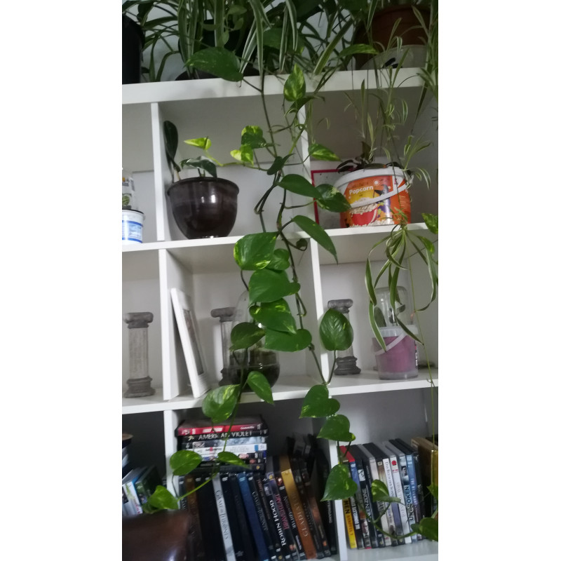 Efeutute (Epipremnum Aureum ) Ableger, schne immergrne Zimmer Pflanze  bes. Schlaf-/Wohnrume