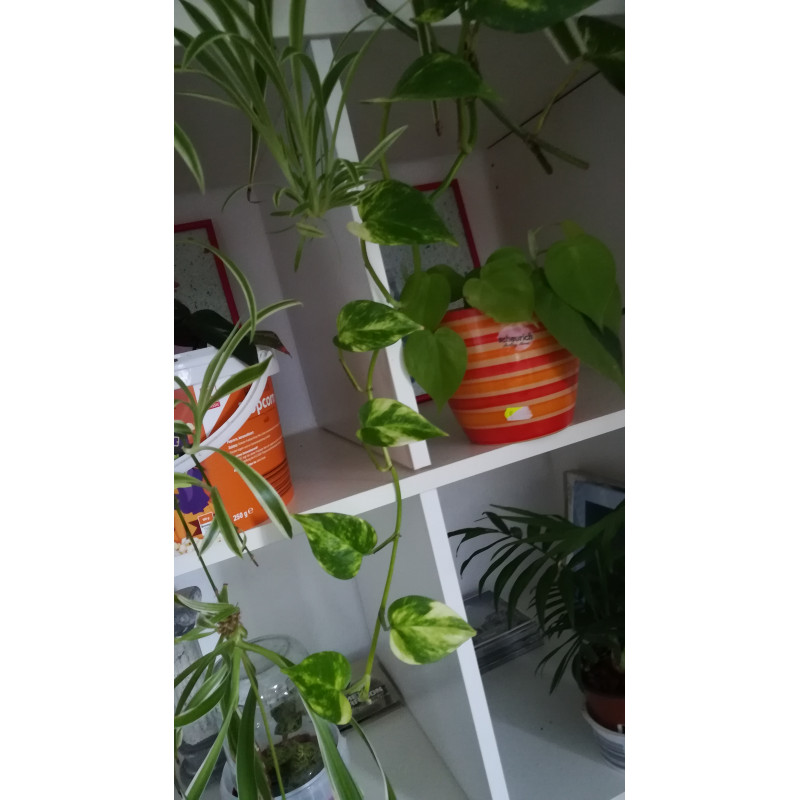 Efeutute (Epipremnum Aureum ) Ableger, schne immergrne Zimmer Pflanze  bes. Schlaf-/Wohnrume