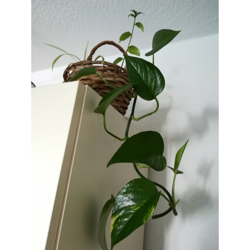 efeutute hellgrün Efeutute kaufen – Pflegeleichte Rankpflanze Wien – MO BLUMEN main image 0