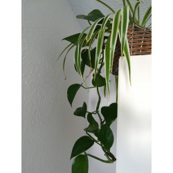 Efeutute (Epipremnum Aureum ) Ableger, schöne immergrüne Zimmer Pflanze bes. Schlaf-/Wohnräume