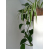 Efeutute (Epipremnum Aureum ) Ableger, schöne immergrüne Zimmer Pflanze bes. Schlaf-/Wohnräume