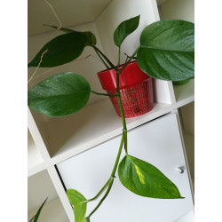 Efeutute (Epipremnum Aureum ) Ableger, schöne immergrüne Zimmer Pflanze bes. Schlaf-/Wohnräume