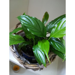 Einblatt (Spathiphyllum Wallisii), sehr schön blühende Zimmer Pflanze besonders f. Schlaf- u. Wohnräume