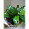 Einblatt (Spathiphyllum Wallisii), sehr schön blühende Zimmer Pflanze besonders f. Schlaf- u. Wohnräume