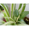 Efeutute (Epipremnum Aureum ) Ableger, schöne immergrüne Zimmer Pflanze bes. Schlaf-/Wohnräume