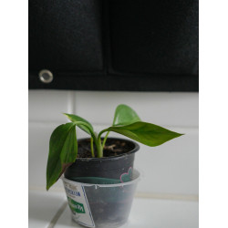 Efeutute (Epipremnum Aureum ) Ableger, schöne immergrüne Zimmer Pflanze bes. Schlaf-/Wohnräume