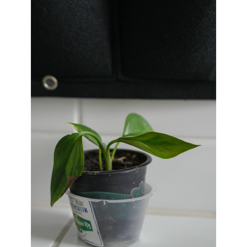 philodendron monstera - fensterblatt Fensterblatt (Monstera) XXL-Größe kaufen